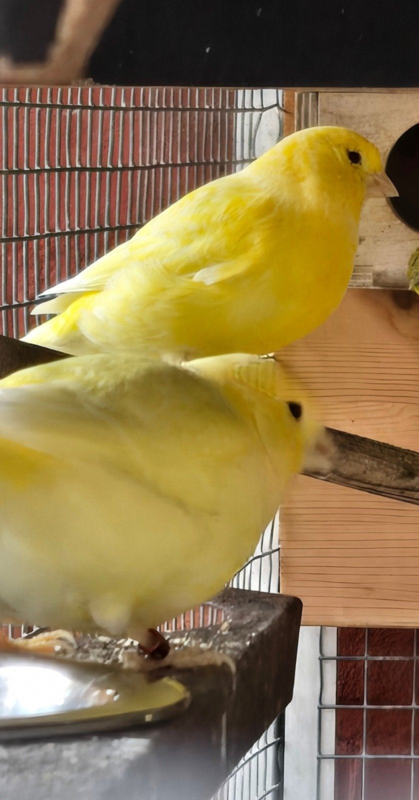 Koppel gele kanaries., Dieren en Toebehoren, Vogels | Kanaries, Meerdere dieren, Kleurkanarie