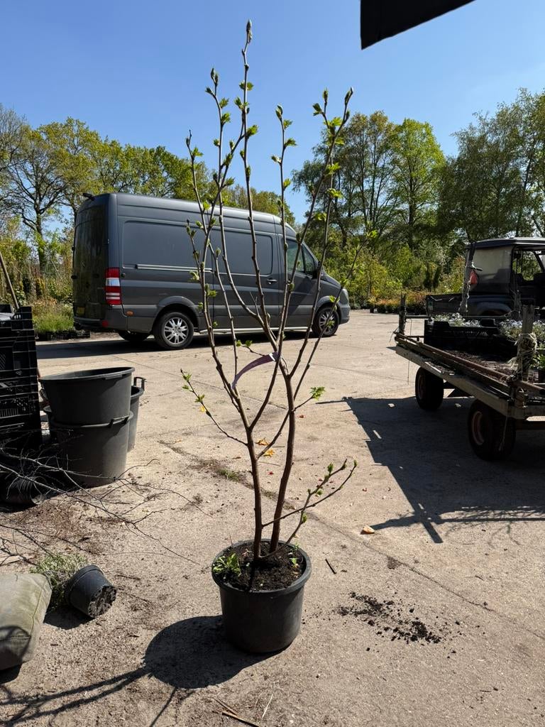 Moerbei struik 175 cm nigro komt net in het blad slechts 10, Ophalen, Lente, Overige soorten, Volle zon