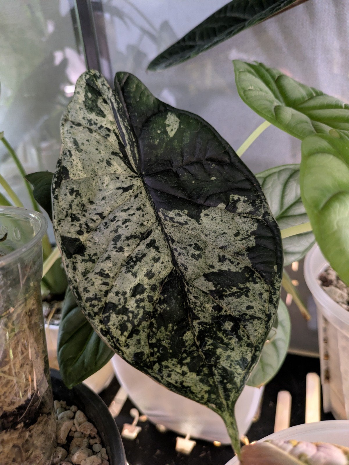 Alocasia Dragon Scale Mint knolletjes, Ophalen of Verzenden, Halfschaduw, Minder dan 100 cm