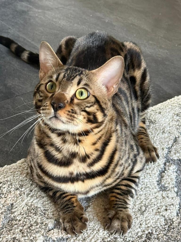 Prachtige jonge Bengaal kater met stamboom geboren december, Dieren en Toebehoren, Katten en Kittens | Raskatten | Korthaar, Kater