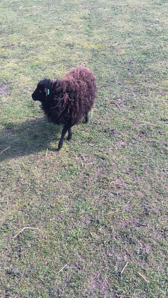 Oussant ooien, Vrouwelijk, Schaap, 6 jaar of ouder