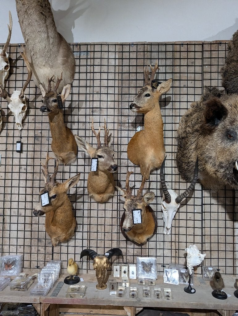 opgezet reeën winkel borst preparaat hert taxidermie, Ophalen, Nieuw, Hert, Opgezet dier