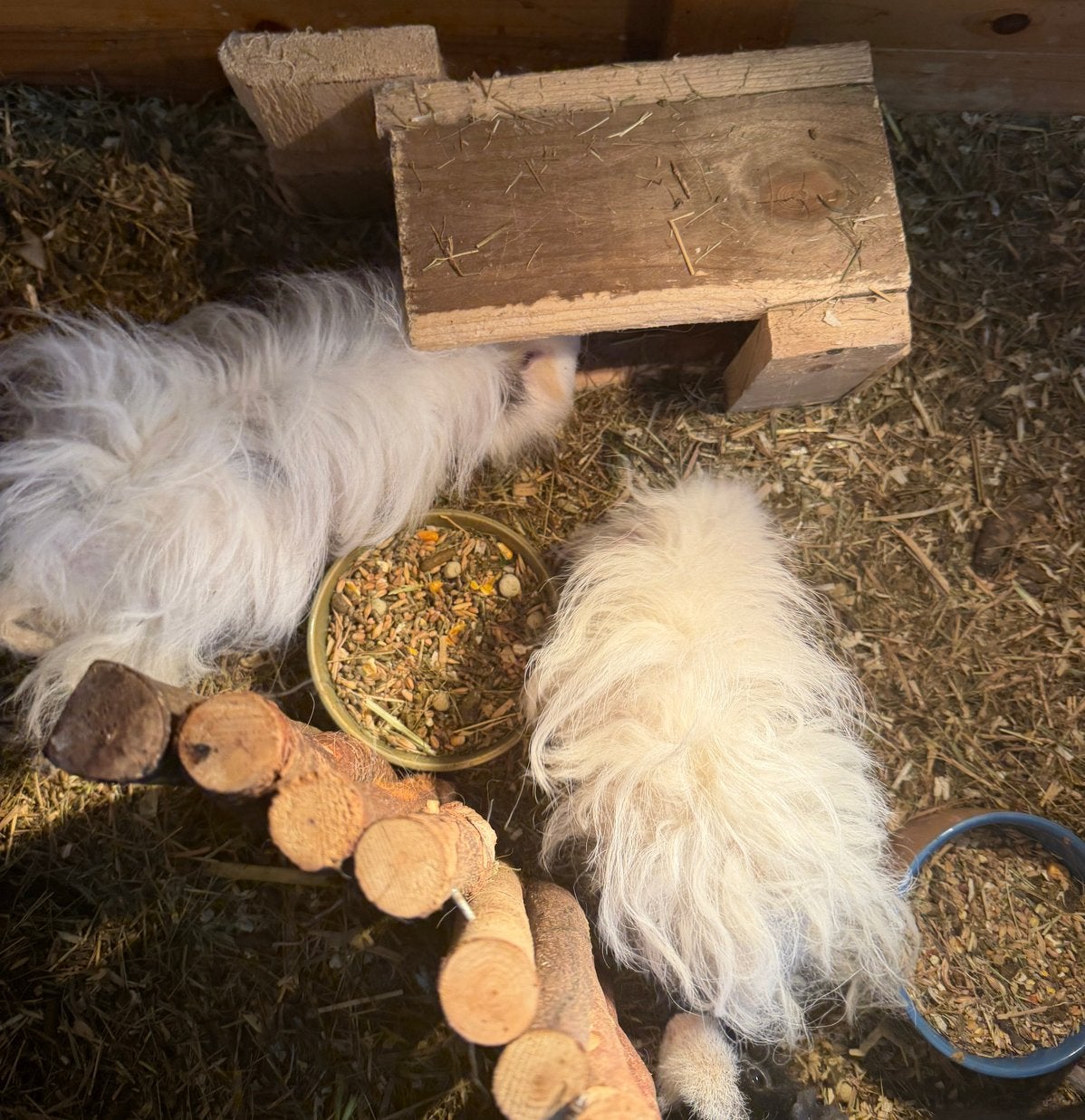 Cavia Lunkarya beertjes, Cavia, April, Mannelijk, Tam