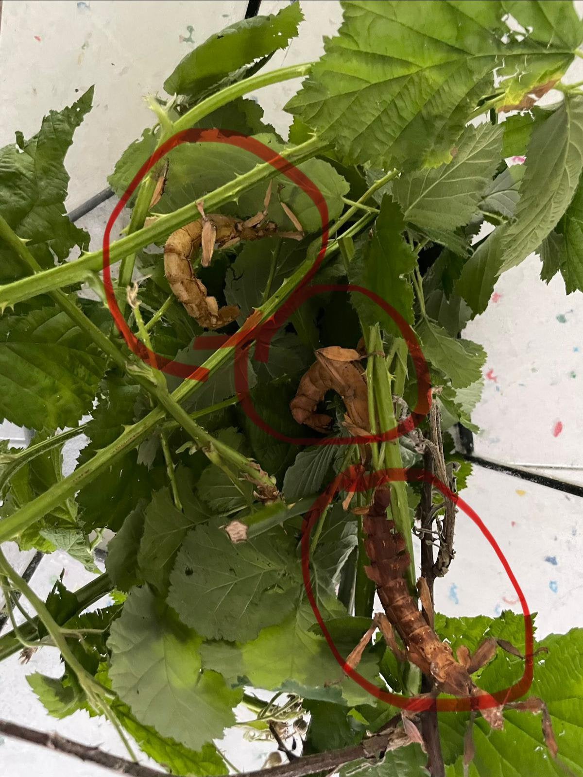 3 Wandelende takken inclusief terrarium