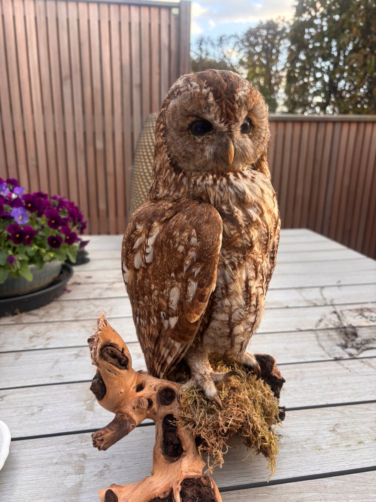 Opgezette Bosuil, Dieren en Toebehoren, Mannelijk