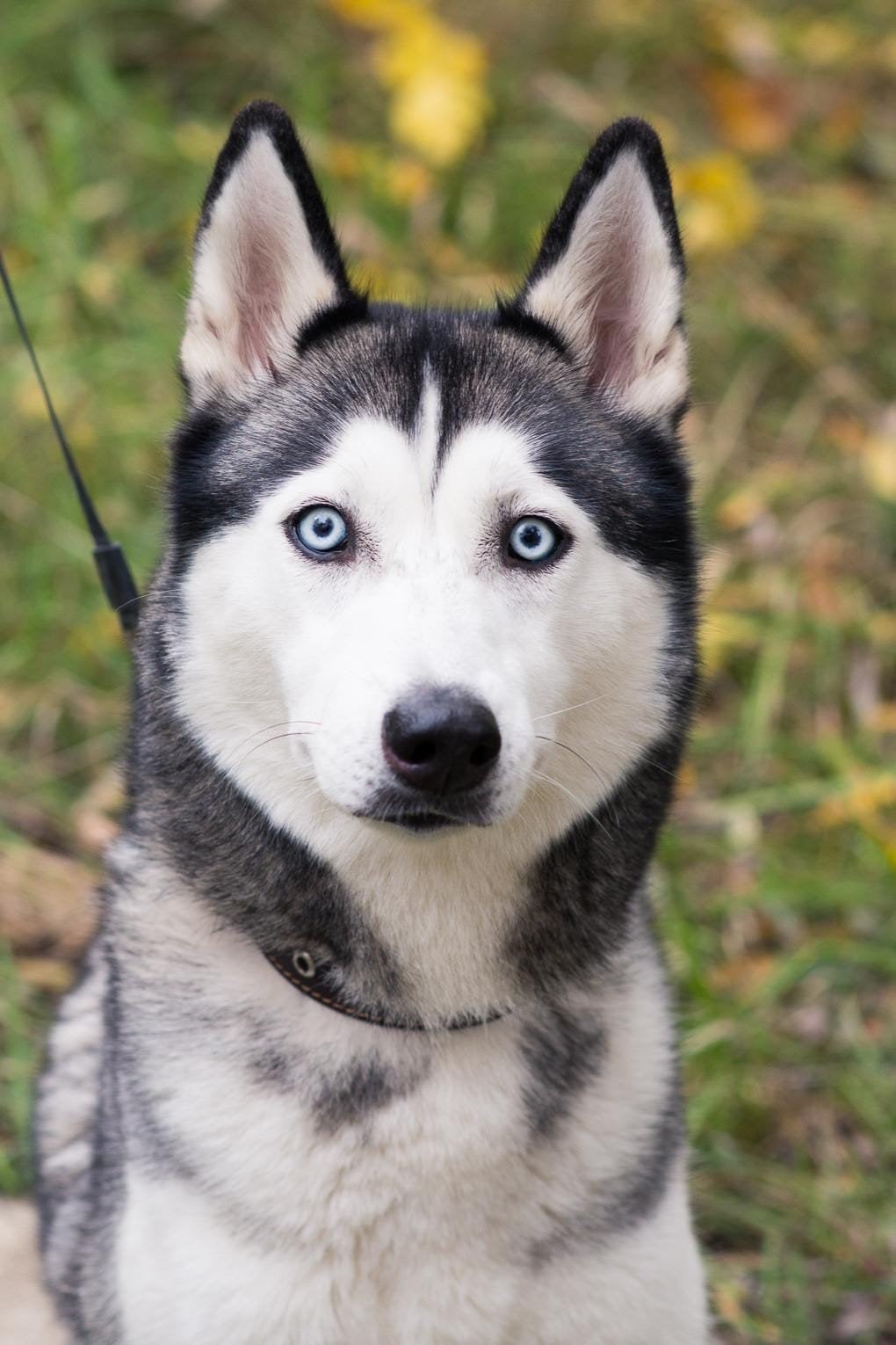 Oppas gezocht, Overige rassen, Teef, Eén hond, 3 tot 5 jaar