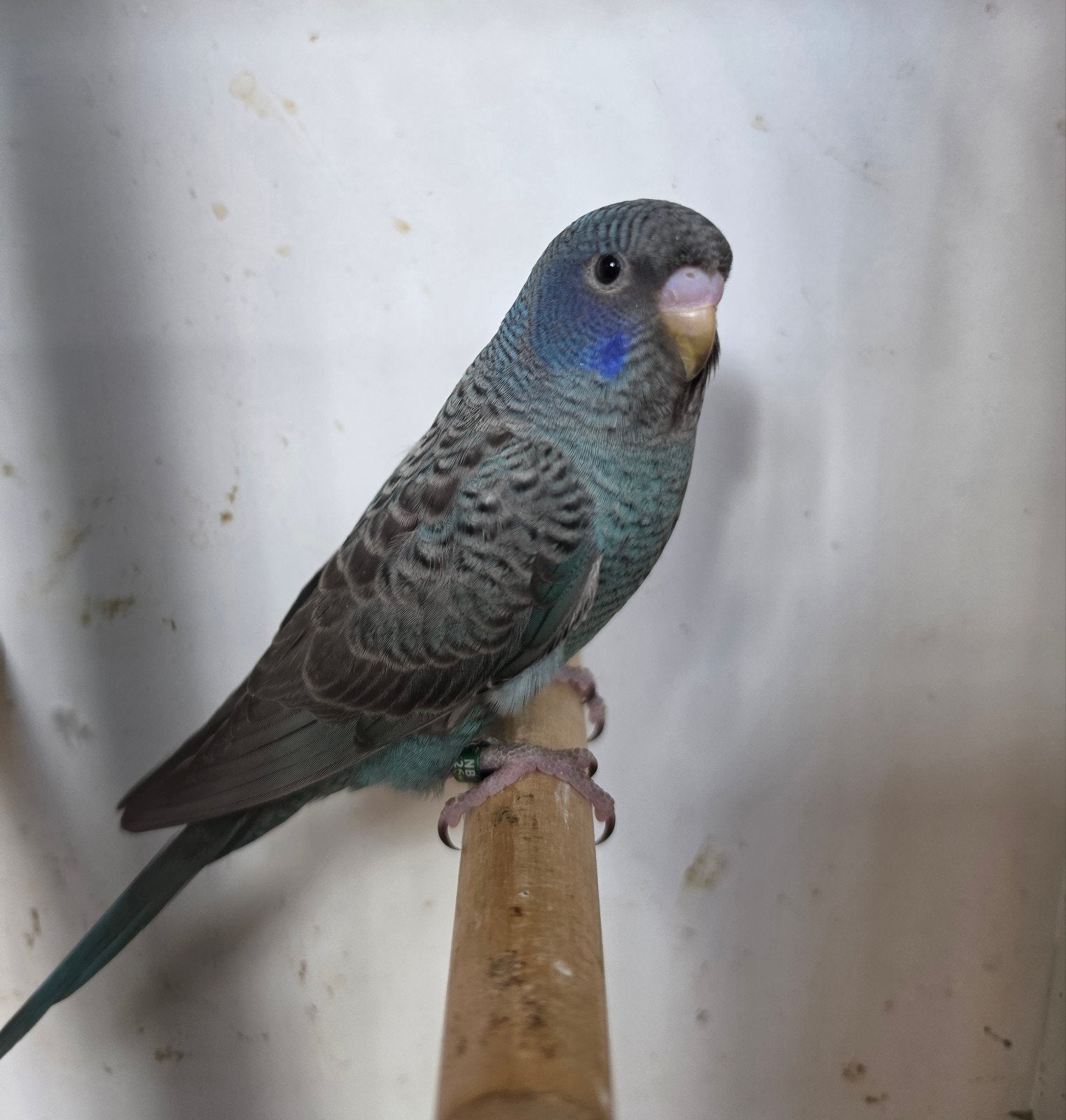 Bfbw Blackface/blackwing man, Dieren en Toebehoren, Mannelijk, Parkiet, Geringd
