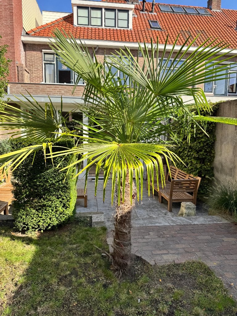 Grote winterharde palmboom – Trachycarpus fortunei – 210 cm, 100 tot 250 cm, Zomer, Palmboom, Ophalen