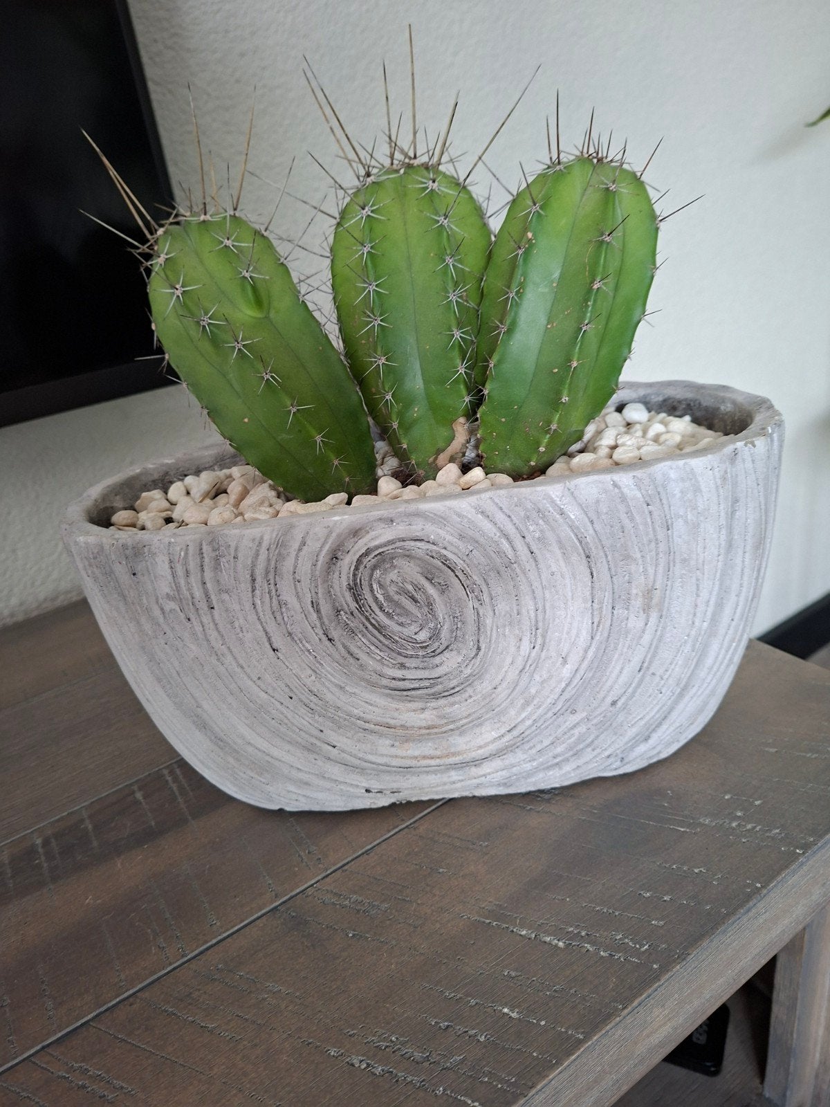 Cactus in ovale pot, Ophalen, Cactus, Volle zon, Minder dan 100 cm