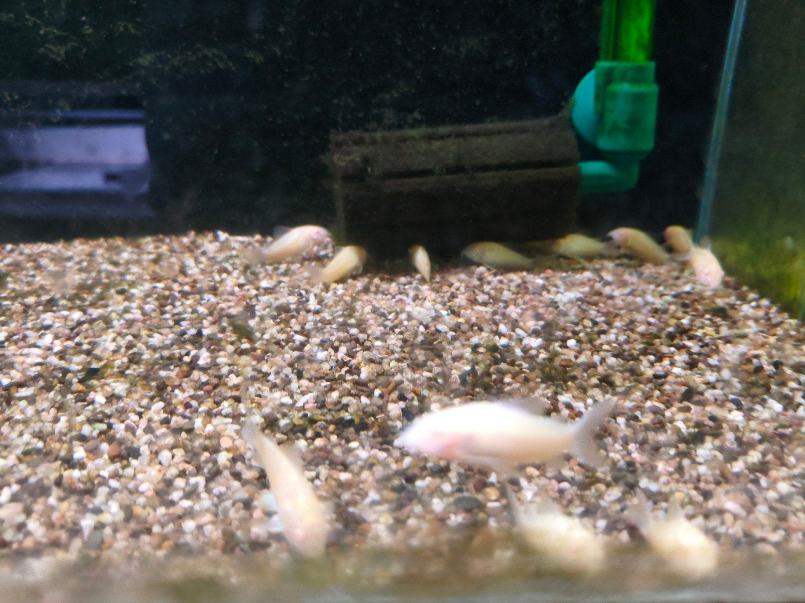 Corydoras, Dieren en Toebehoren, Vissen | Aquariumvissen, Vis