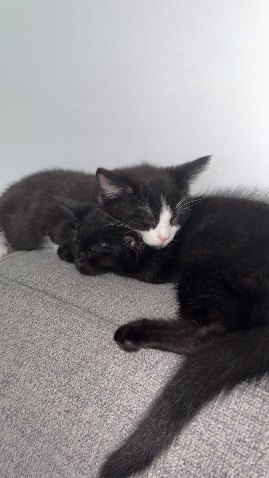 Kittens 16/17 weken, Dieren en Toebehoren, Katten en Kittens | Overige Katten, Kater, Kortharig, 0 tot 2 jaar