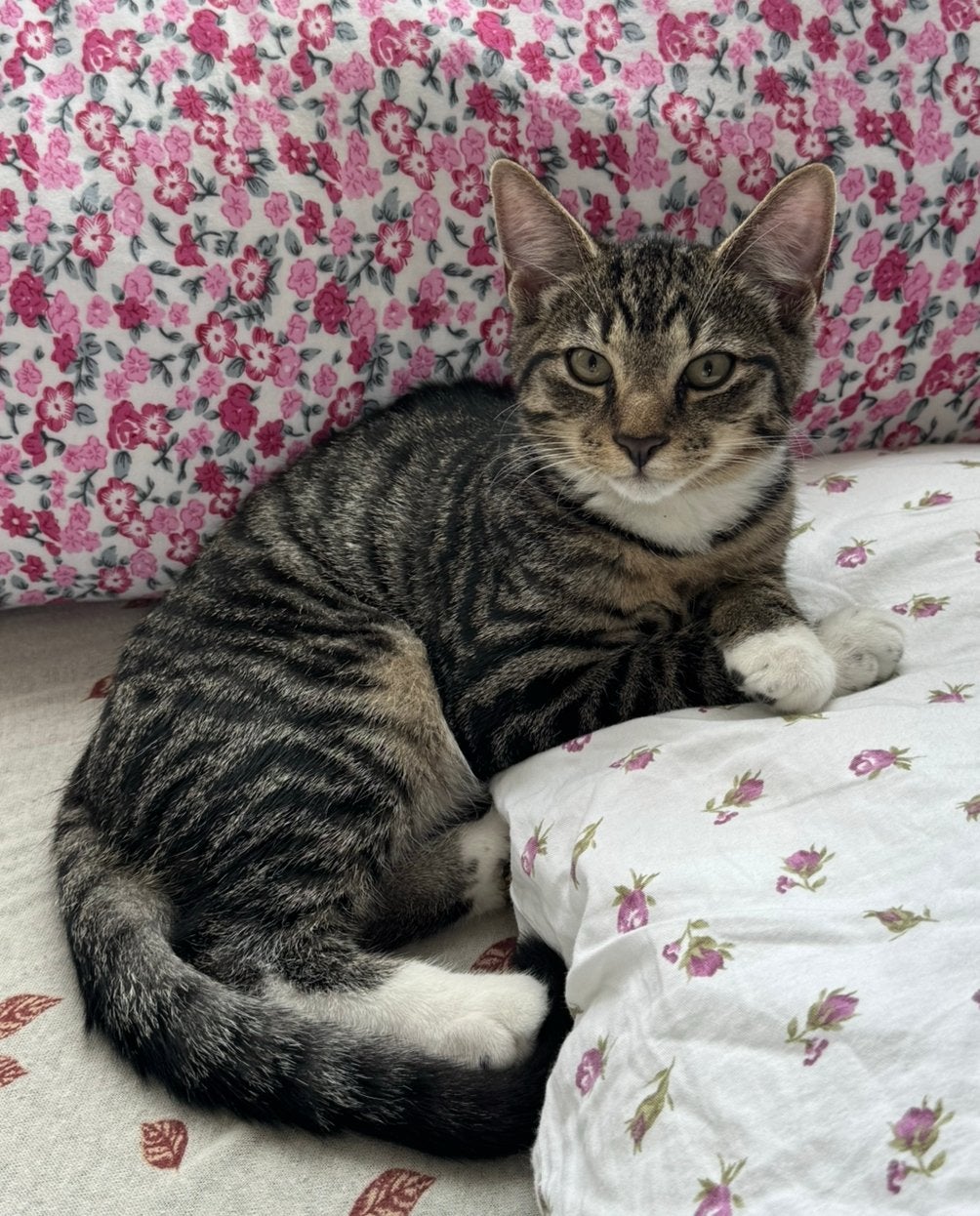 2 Lieve Europees korthaar kittens - 4 maanden, Meerdere dieren, 0 tot 2 jaar