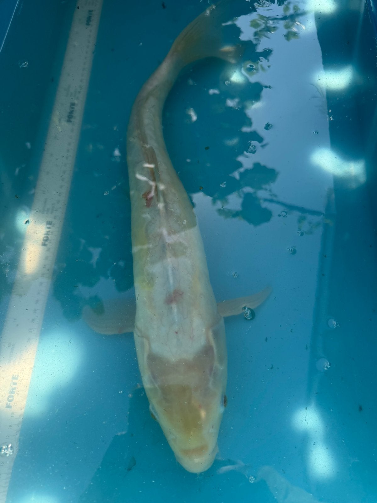 Doitsu Ogon koi, Karper of Koi