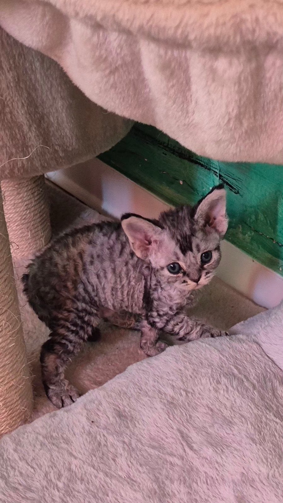 Devon-Rex, Poes, 0 tot 2 jaar