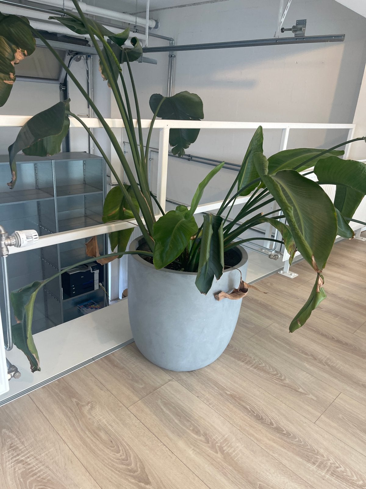 Grote bananenplant met pot, Ophalen, Overige soorten, Halfschaduw, In pot