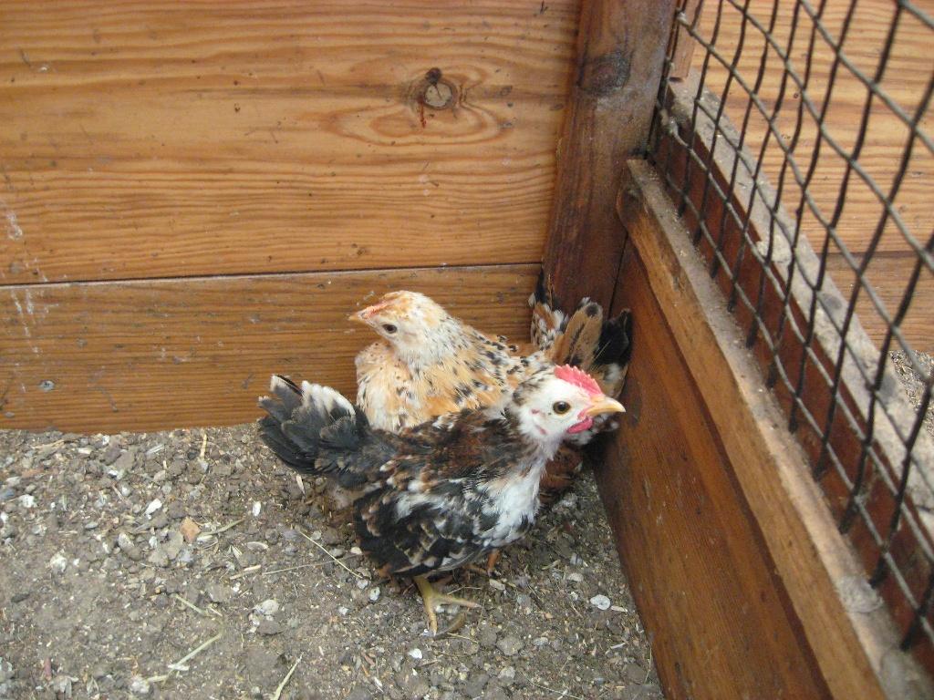 Koppeltje jonge serama krielkipjes., Dieren en Toebehoren, Pluimvee, Kip, Meerdere dieren