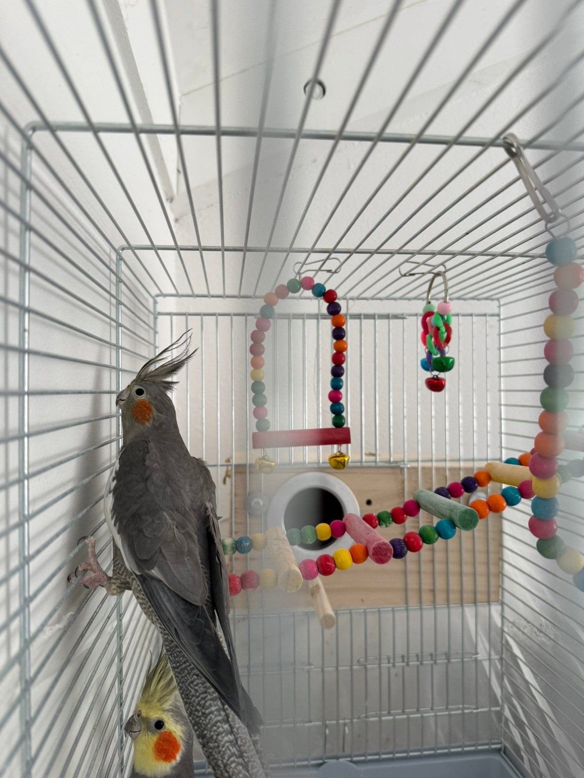 Cockatiel, Dieren en Toebehoren, Meerdere dieren, Parkiet, Tam