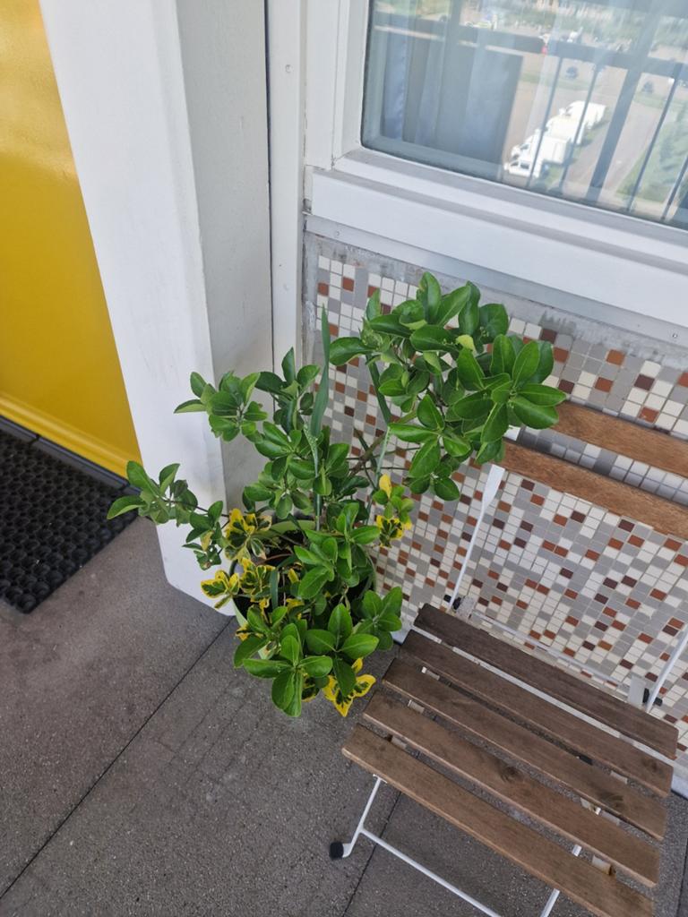 Tuin plant, Huis en Inrichting, Ophalen of Verzenden