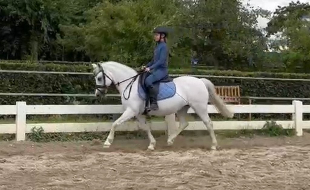 Mooie lieve Welsh pony, Merrie, B pony (1.17m tot 1.27m), Met stamboom, 11 jaar of ouder