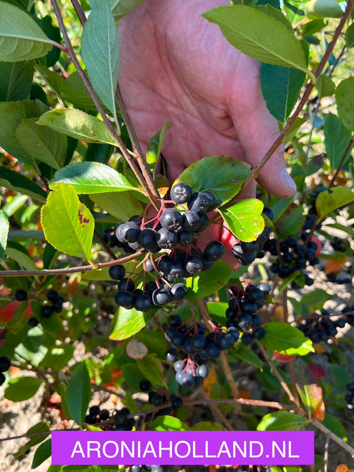 Pitloze appelbessen per kg, Ophalen of Verzenden
