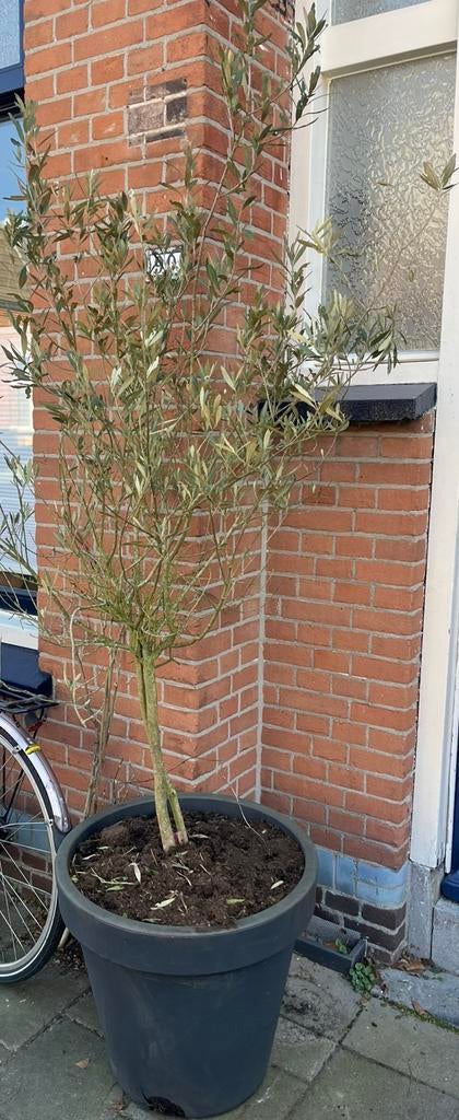 Grote olijfboom in pot, Tuin en Terras, Bloeit niet, 100 tot 250 cm, Olijfboom, Ophalen
