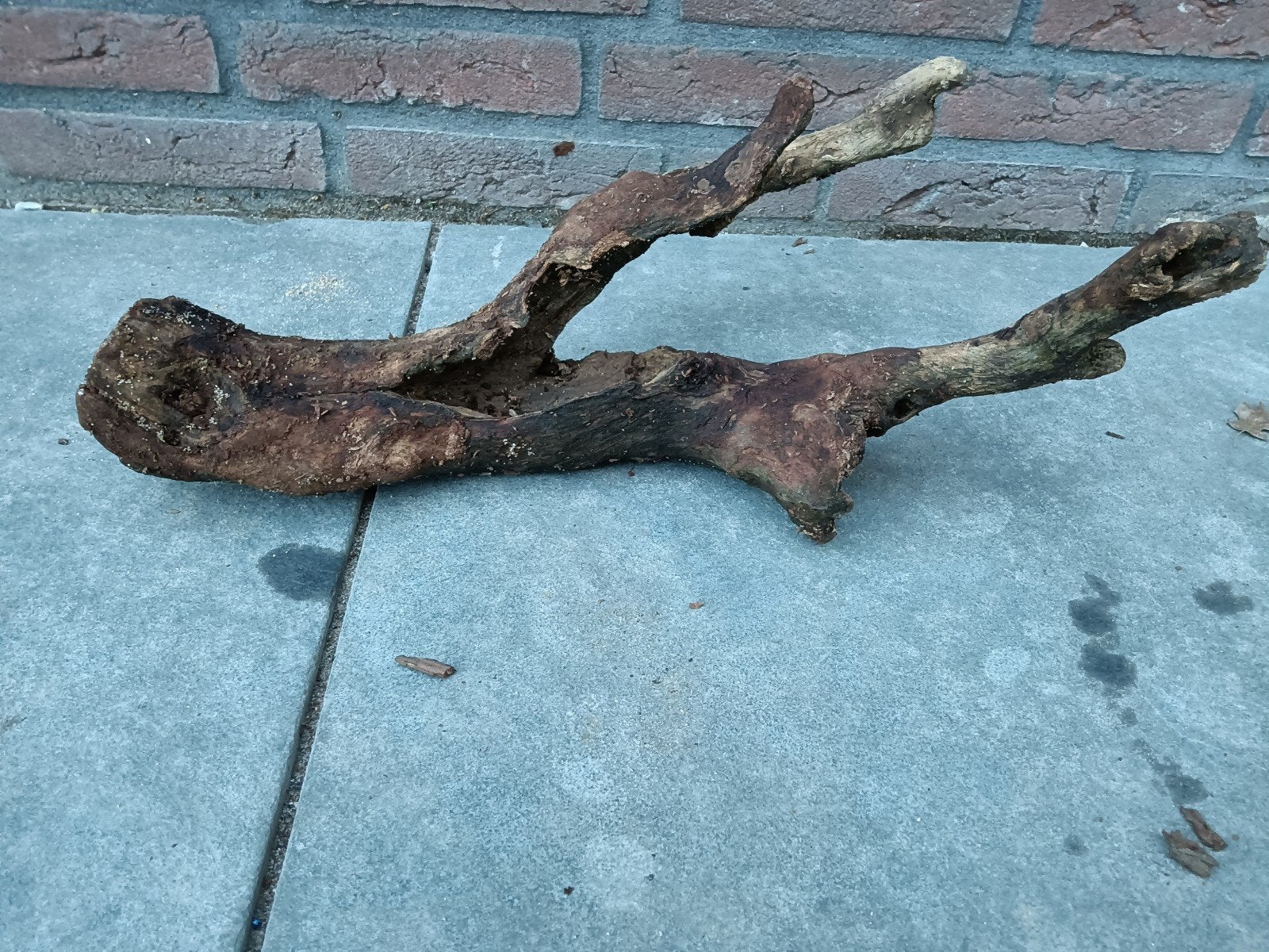 leuke stuk Kienhout, Dieren en Toebehoren, Ophalen of Verzenden, Gebruikt, Plant(en), Steen of Hout
