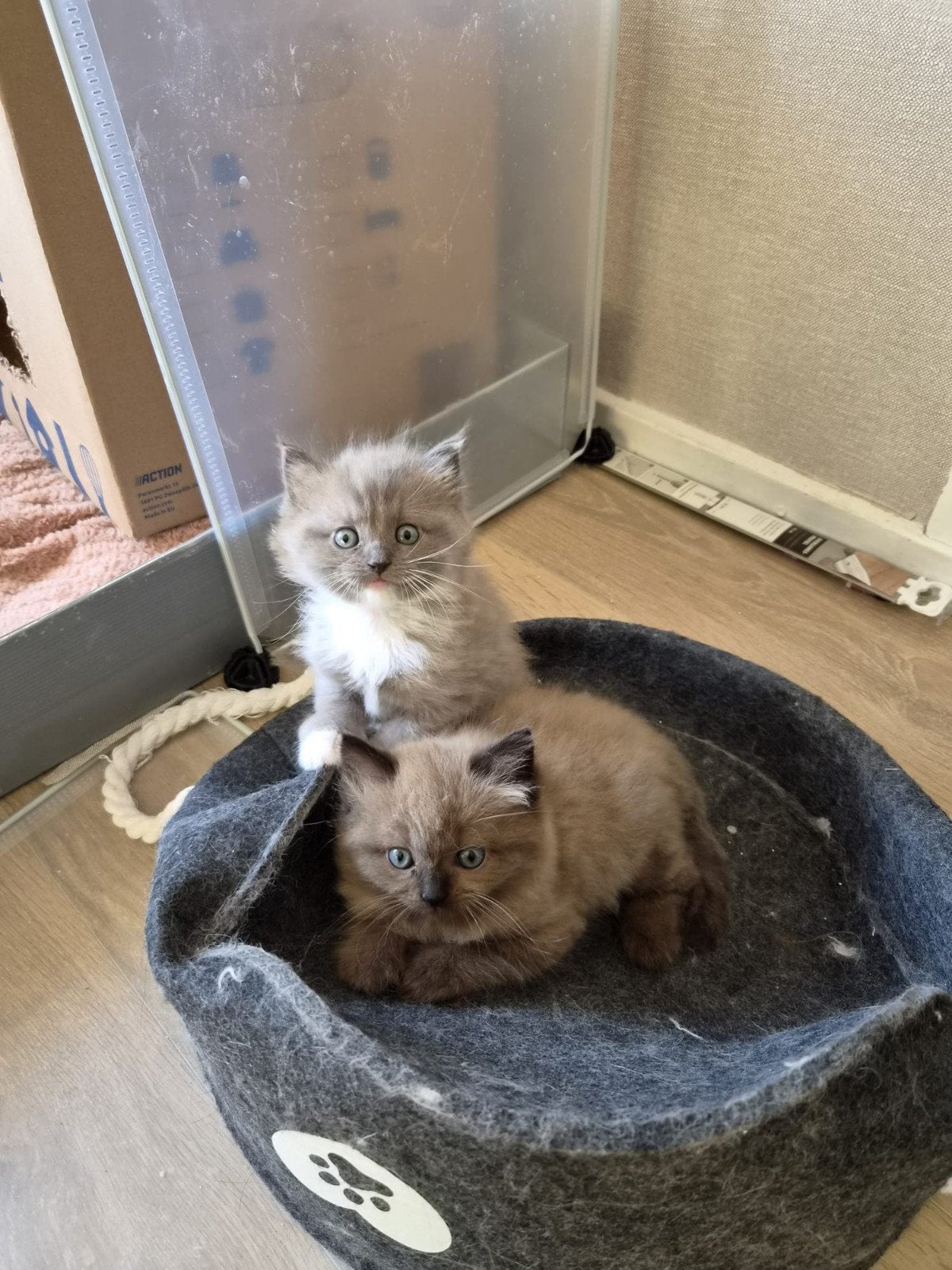 Ragdoll kittens, Dieren en Toebehoren, Meerdere dieren