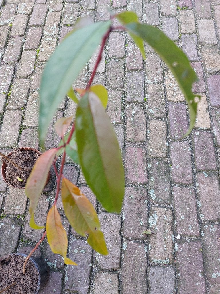 Perzikboom nectarineboom in pot, Minder dan 100 cm, Overige soorten, In pot, Ophalen of Verzenden