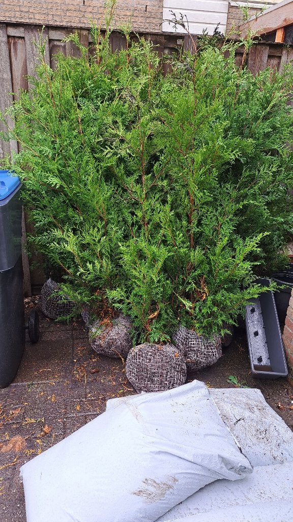 Coniferen Thuja Frieslandia, Volle zon, Vaste plant, Bloeit niet, Ophalen