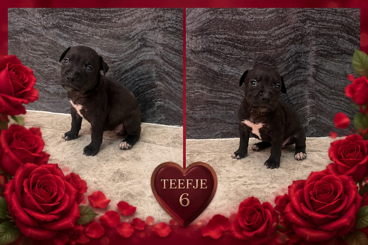 Amerikaanse Stafford Pups, Dieren en Toebehoren, België, Particulier, 8 tot 15 weken, American Staffordshire Terriër