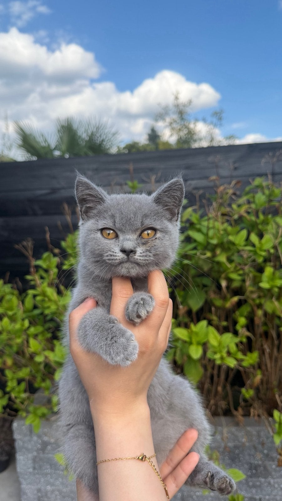 Kitten, Britsekorthaar + katten mand en krabpaal, Poes, Ontwormd