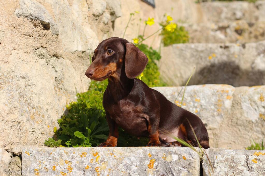Kaninchen of kleine dwerg teckel teefje gezocht, Dieren en Toebehoren, Honden | Teckels en Dashonden, 1 tot 2 jaar, Korthaar, Teef