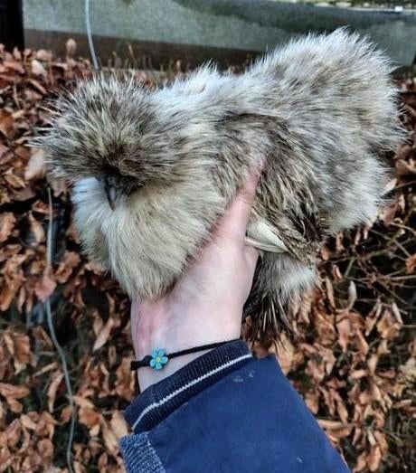 Broedeieren zijdehoen kriel, Dieren en Toebehoren, Pluimvee, Geslacht onbekend, Kip