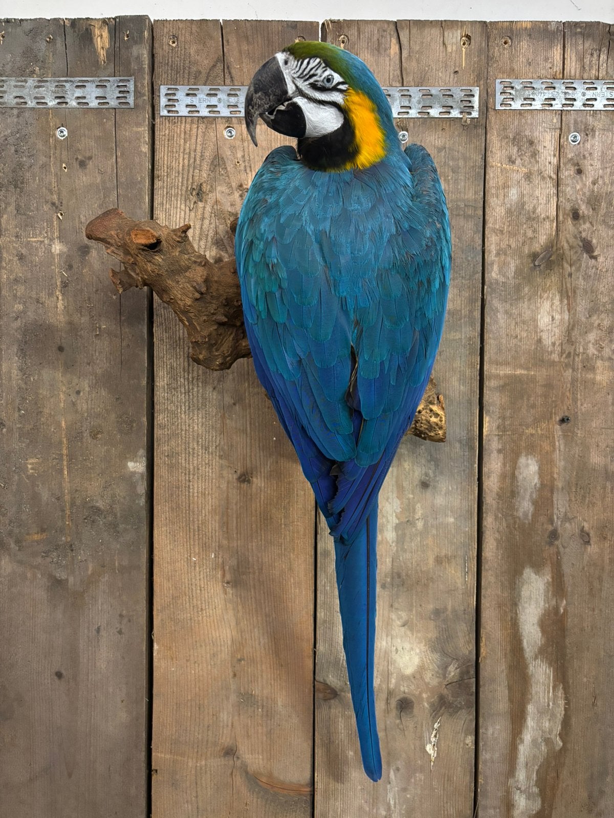 Nieuw opgezette Blauwgele Ara!, Ophalen of Verzenden, Nieuw, Vogel, Opgezet dier