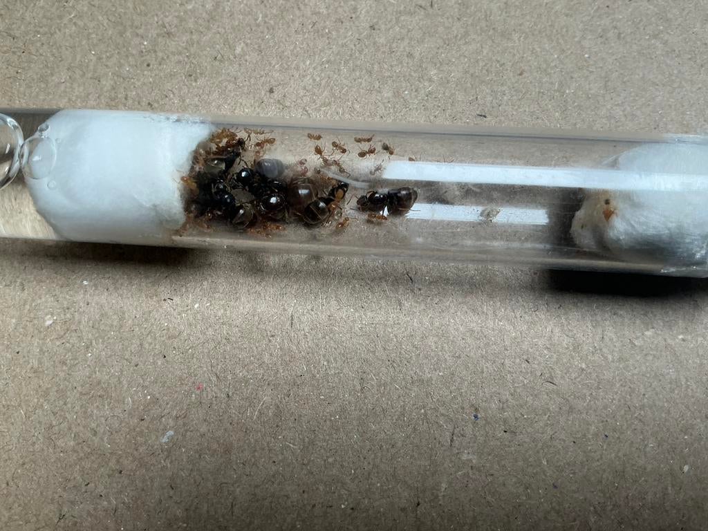 Lasius flavus 11q 30-50w, Mieren