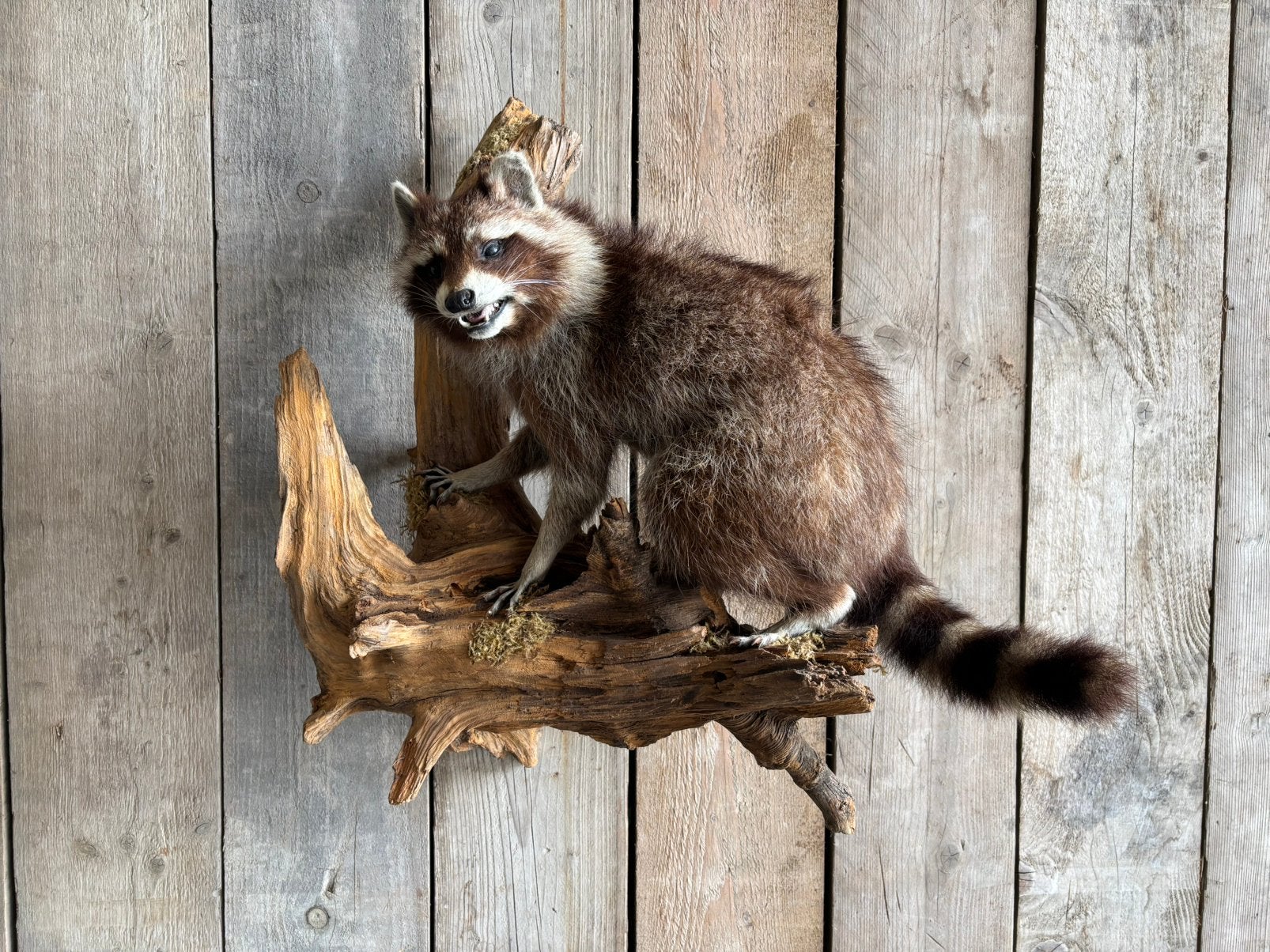 Mooi opgezette wasbeer!, Ophalen, Zo goed als nieuw, Wild dier, Opgezet dier