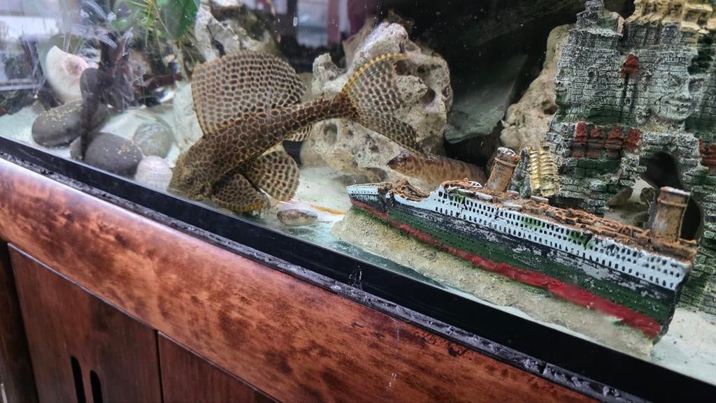 Super mooi aquarium 200 x 60 x 60, Ophalen, Zo goed als nieuw, Gevuld zoetwateraquarium