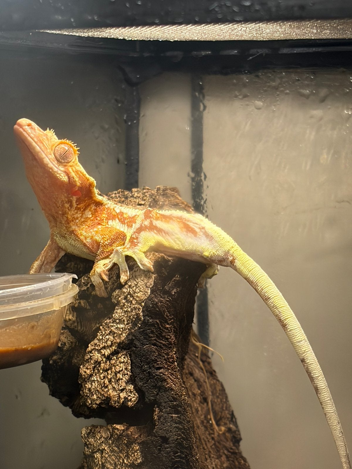 0.1 red lilly white wimper gekko Crested Gecko - female for sale from Stijn Wierenga