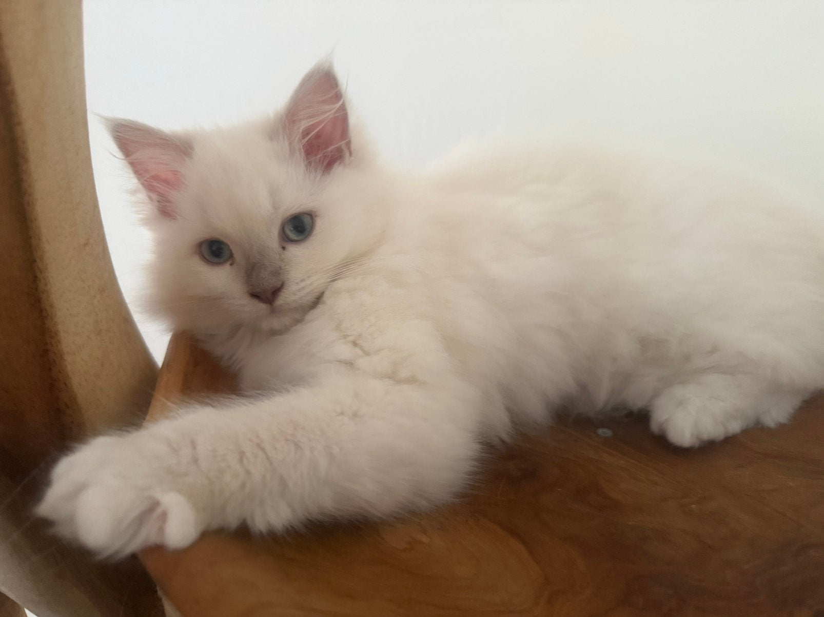 Prachtig ragdoll poesje met stamboom mag verhuizen!, Meerdere dieren, Met stamboom, 0 tot 2 jaar