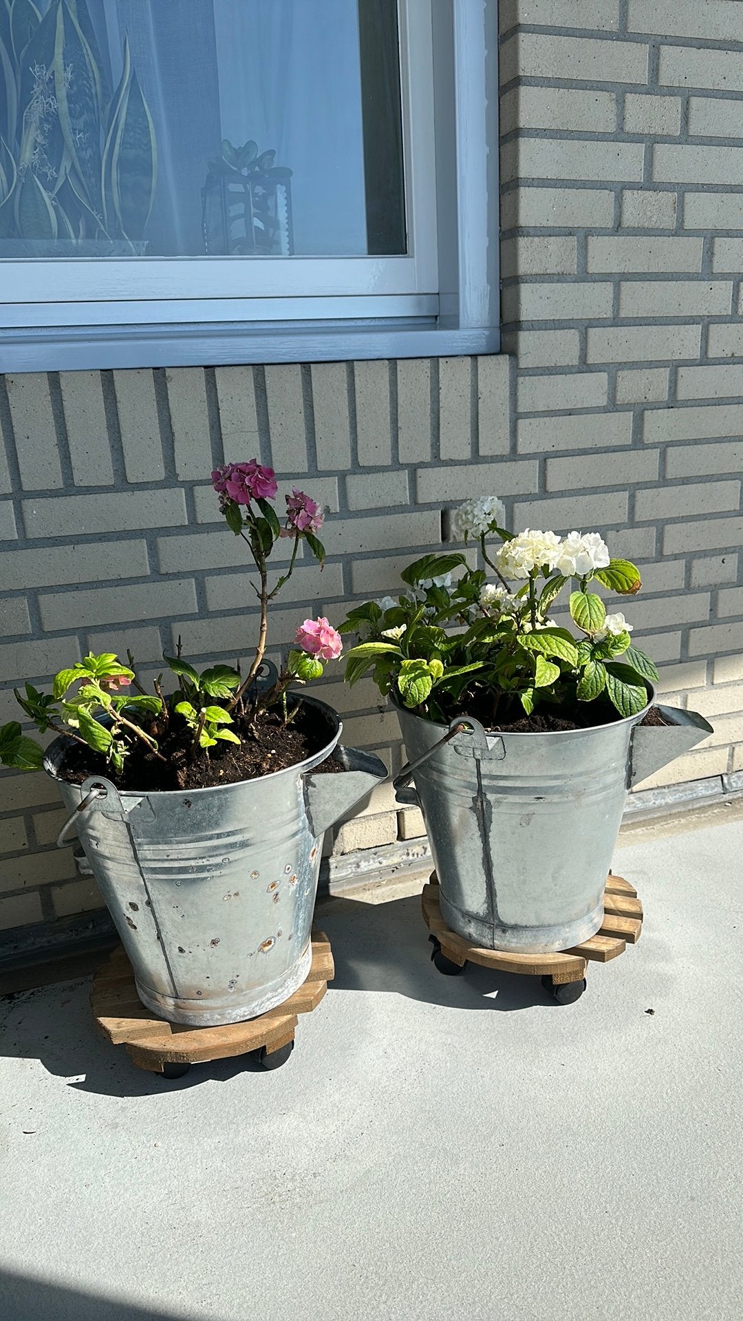 Grote zink emmer 2 stuks inclusief Hortensias wit en paars, Ophalen of Verzenden, Zo goed als nieuw, Zink, Met handgreep