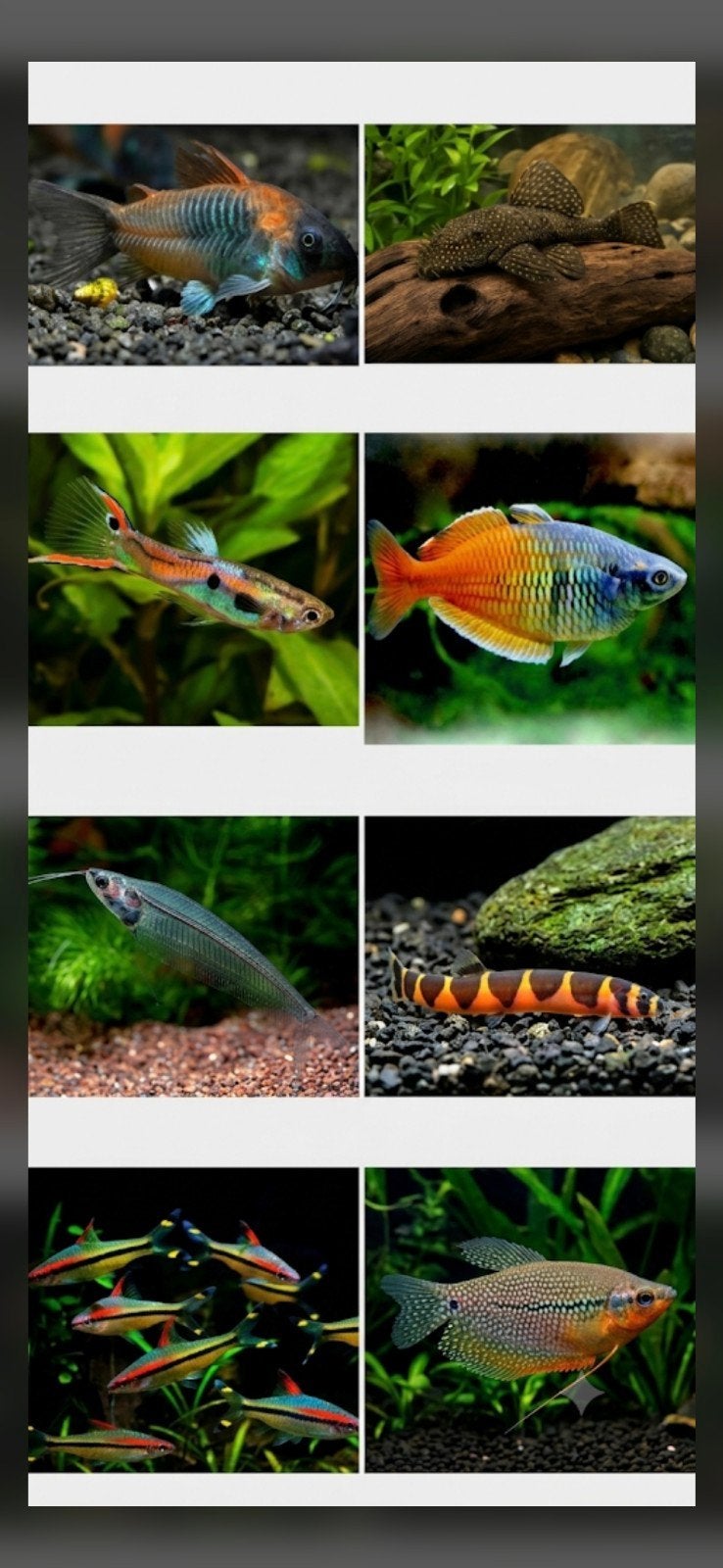 Alle vissen te koop, Dieren en Toebehoren, Vis