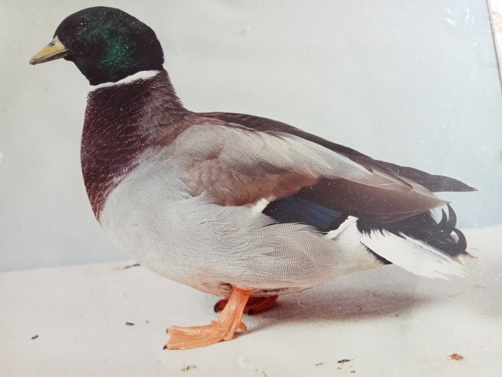kwakers, Dieren en Toebehoren, Mannelijk