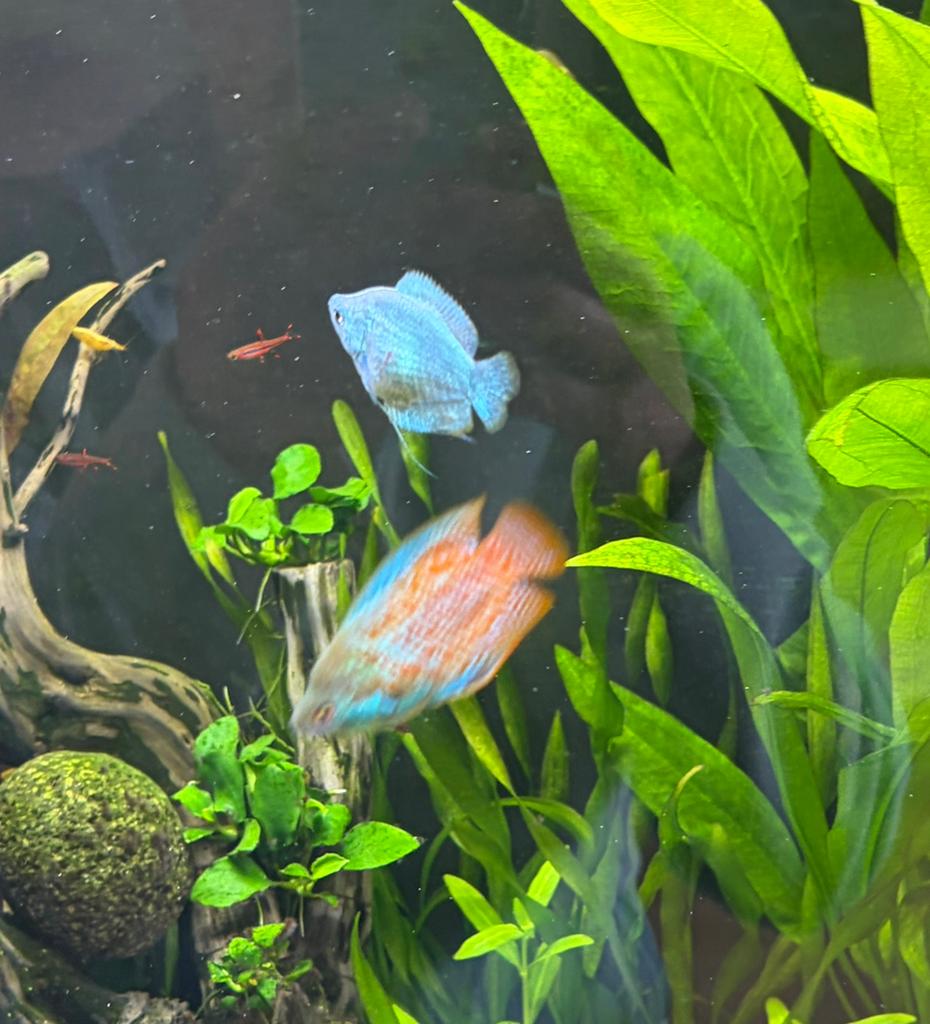 Dwerggourami man + vrouw kobalt blauw neon, Dieren en Toebehoren, Vis, Zoetwatervis