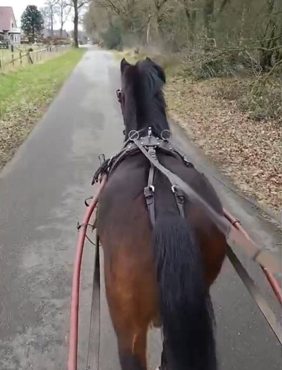 verzorgpony's aangeboden - bijrijder - mennen - coevorden, Dieren en Toebehoren, Ophalen