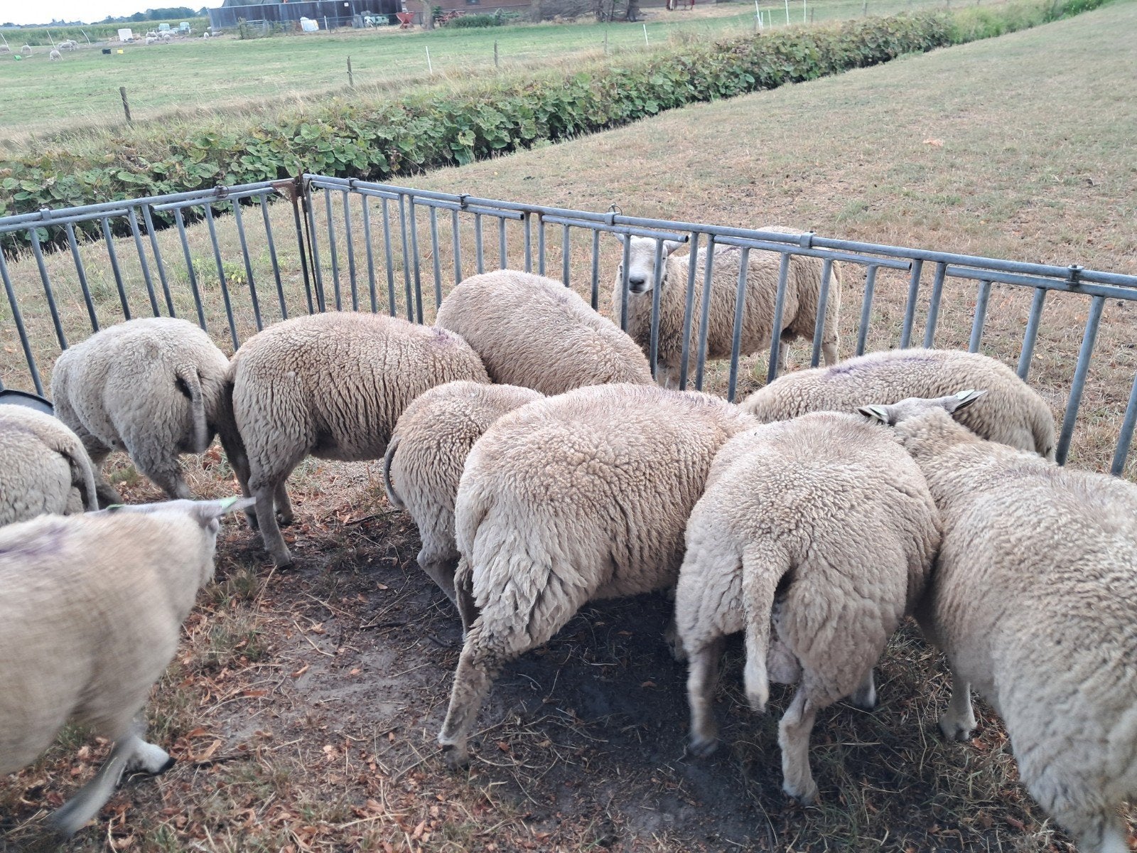 Te koop dekrammen, Mannelijk, Schaap