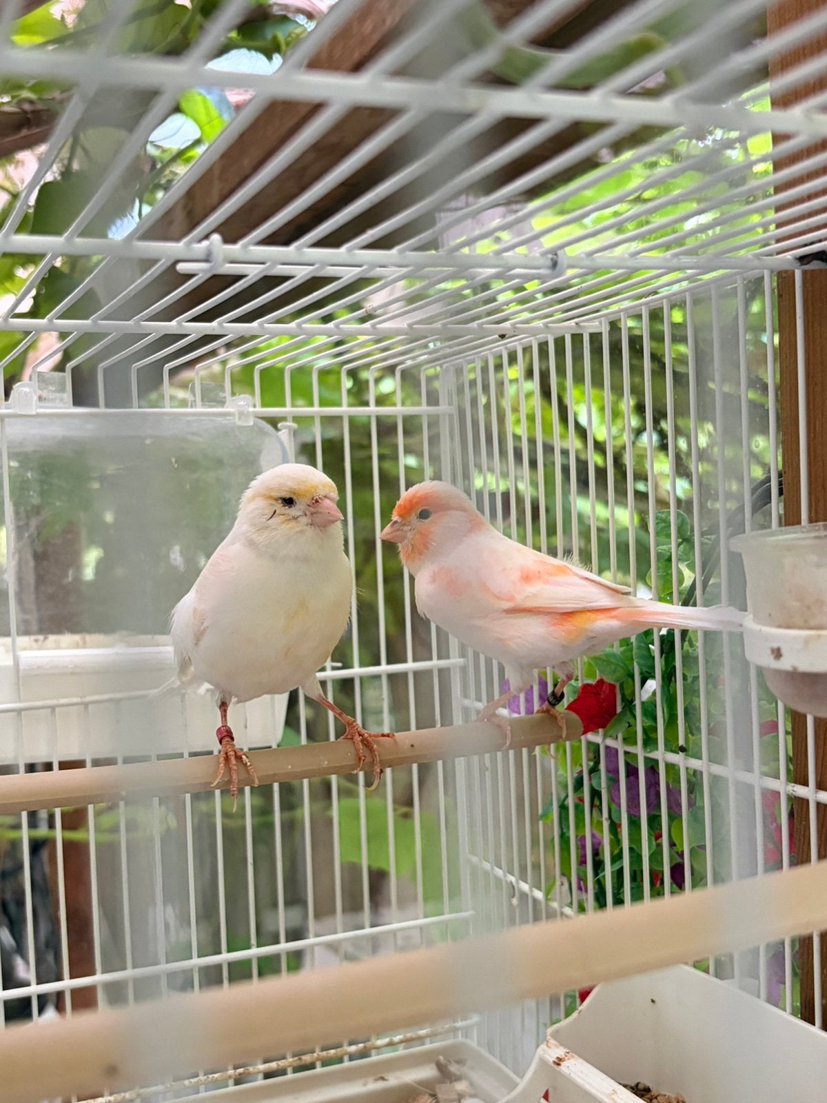 Koppel kanarie roodmozaiek, Meerdere dieren, Kleurkanarie