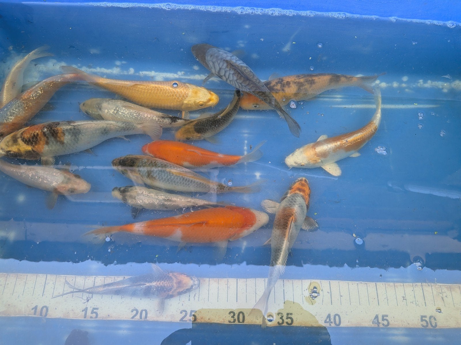 koikarpers, Dieren en Toebehoren, Vissen | Vijvervissen, Karper of Koi