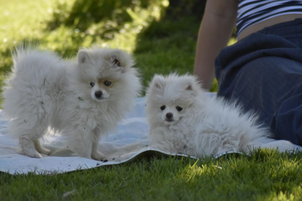 2 pomeriaan pups, België, Particulier, Keeshond, 8 tot 15 weken