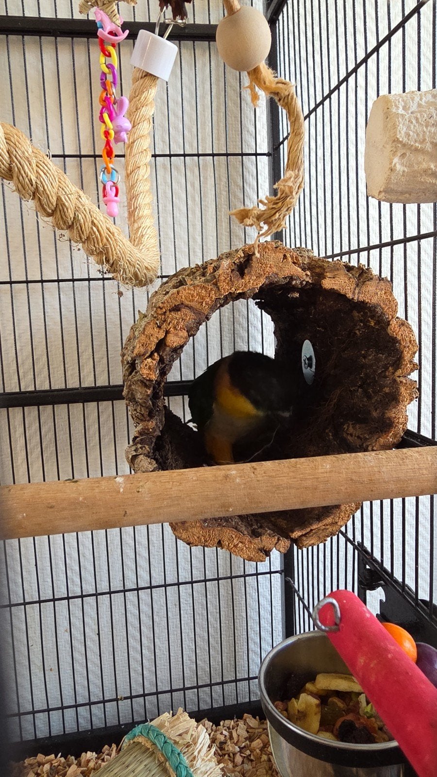 zwartkop caique, Mannelijk, Papegaai
