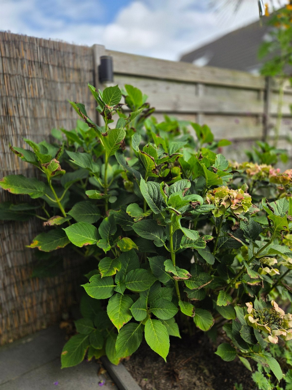 Boeren hortensia GRATIS af te halen, Ophalen, Hortensia, 100 tot 250 cm